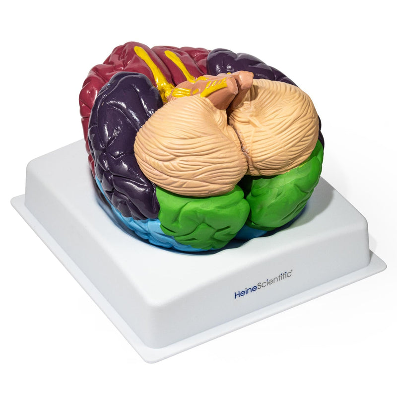 HeineScientific Brain Model with Brodmann Areas