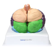 HeineScientific Brain Model with Brodmann Areas