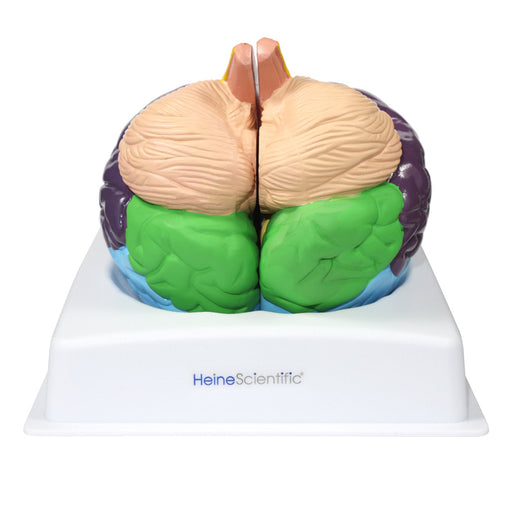 HeineScientific Brain Model with Brodmann Areas