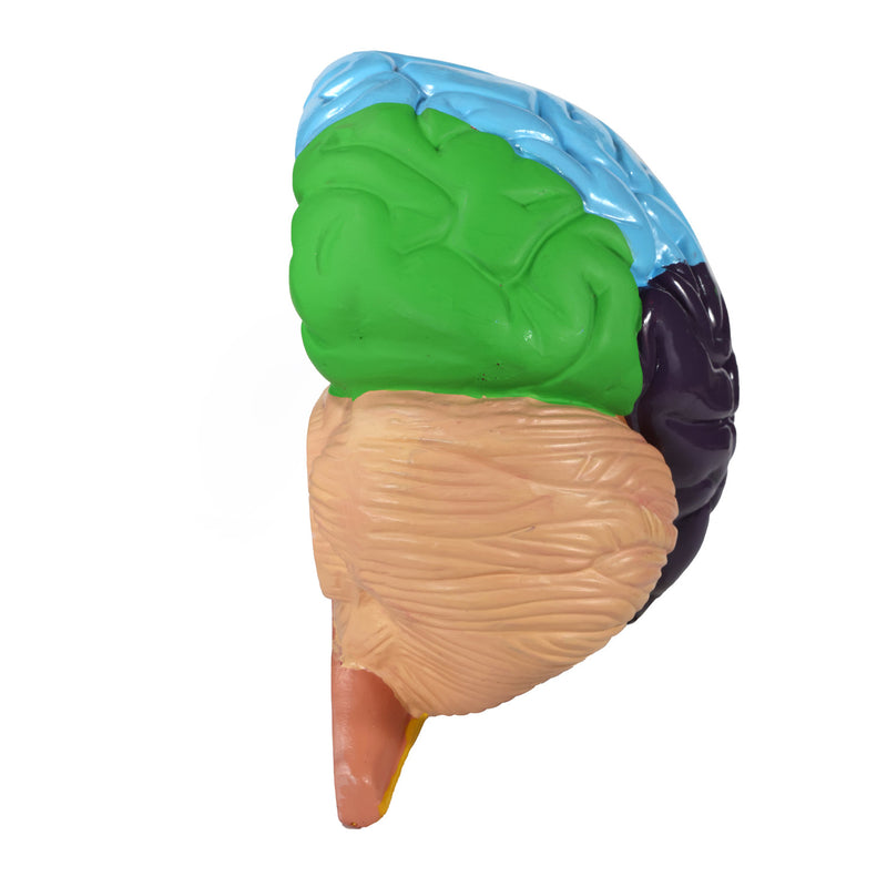 HeineScientific Brain Model with Brodmann Areas