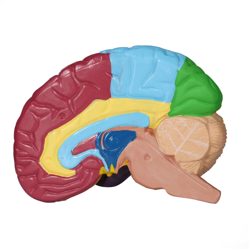 HeineScientific Brain Model with Brodmann Areas