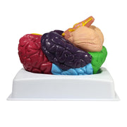 HeineScientific Brain Model with Brodmann Areas