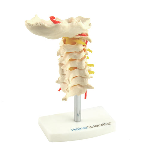 HeineScientific Cervical Spine Model Life-Size with Base