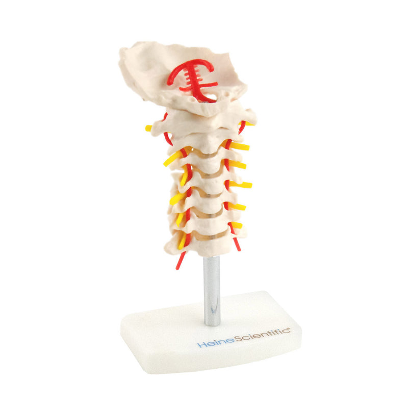 HeineScientific Cervical Spine Model Life-Size with Base