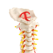 HeineScientific Cervical Spine Model Life-Size with Base