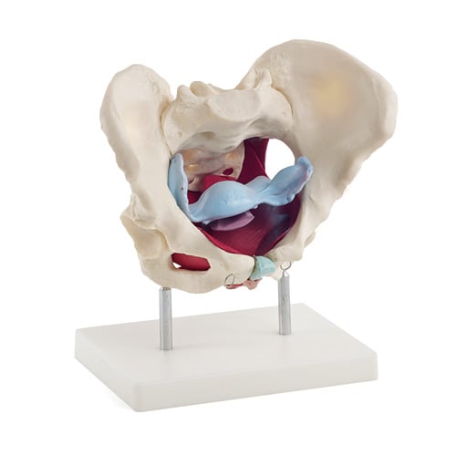HeineScientific Female Pelvis Model with Pelvic Floor Muscles