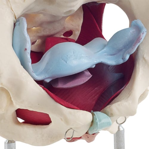 HeineScientific Female Pelvis Model with Pelvic Floor Muscles