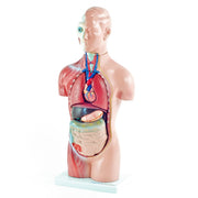 HeineScientific 18-Part Genderless Torso Model