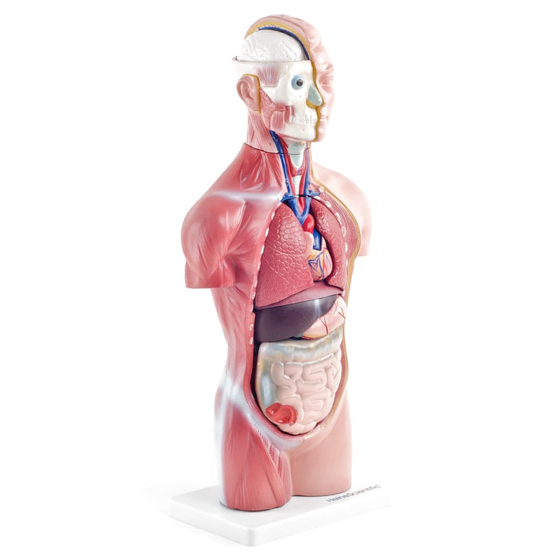 HeineScientific 18-Part Genderless Torso Model