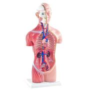 HeineScientific 18-Part Genderless Torso Model