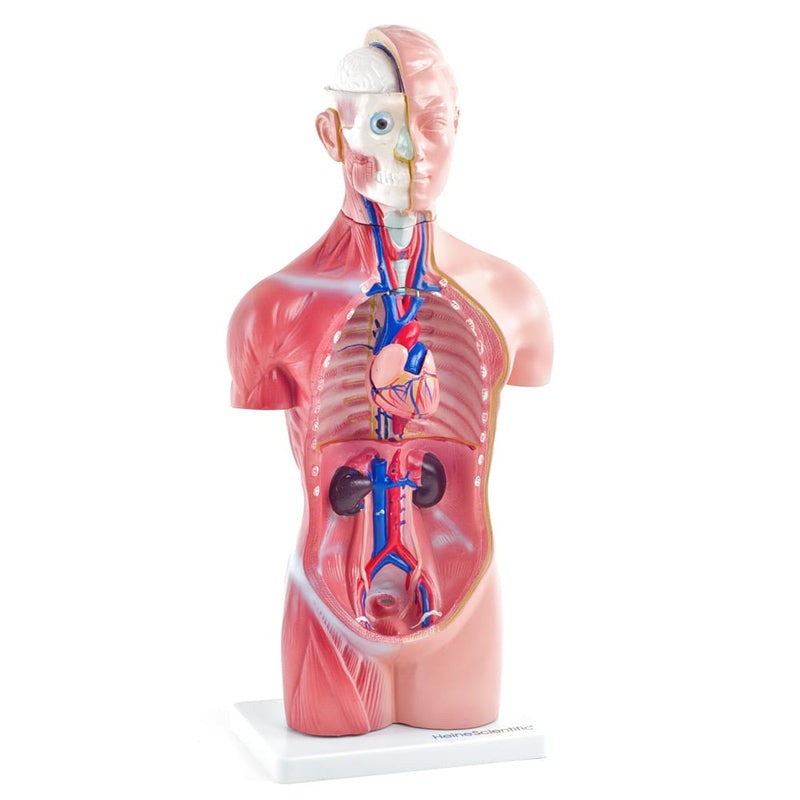 HeineScientific 18-Part Genderless Torso Model