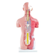 HeineScientific 18-Part Genderless Torso Model