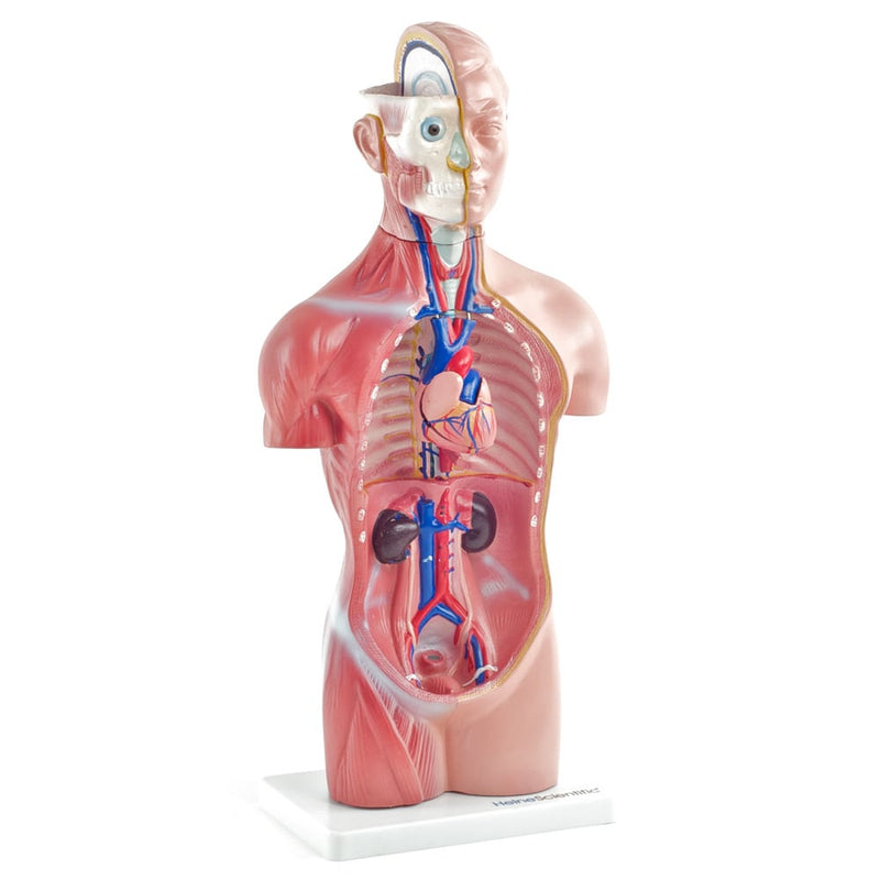HeineScientific 18-Part Genderless Torso Model