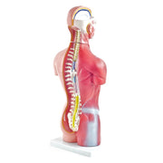 HeineScientific 18-Part Genderless Torso Model