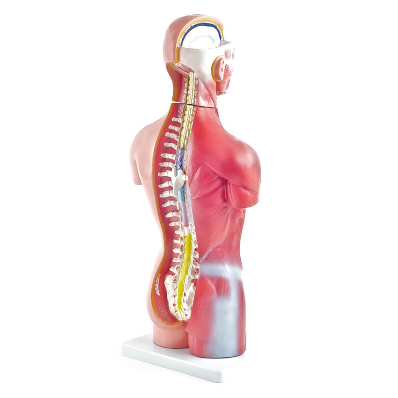 HeineScientific 18-Part Genderless Torso Model