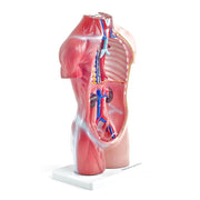 HeineScientific 18-Part Genderless Torso Model