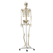 HeineScientific Life-Size Human Skeleton Model