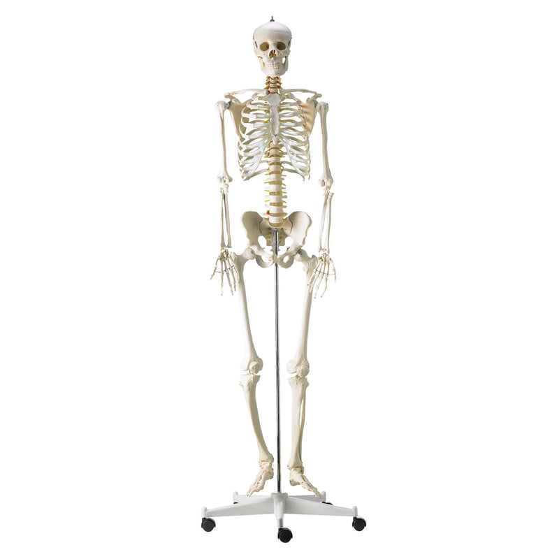 HeineScientific Life-Size Human Skeleton Model