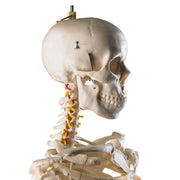 HeineScientific Life-Size Human Skeleton Model