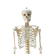 HeineScientific Life-Size Human Skeleton Model