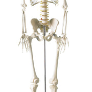 HeineScientific Life-Size Human Skeleton Model