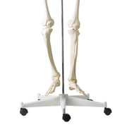 HeineScientific Life-Size Human Skeleton Model