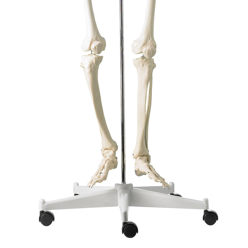 HeineScientific Life-Size Human Skeleton Model