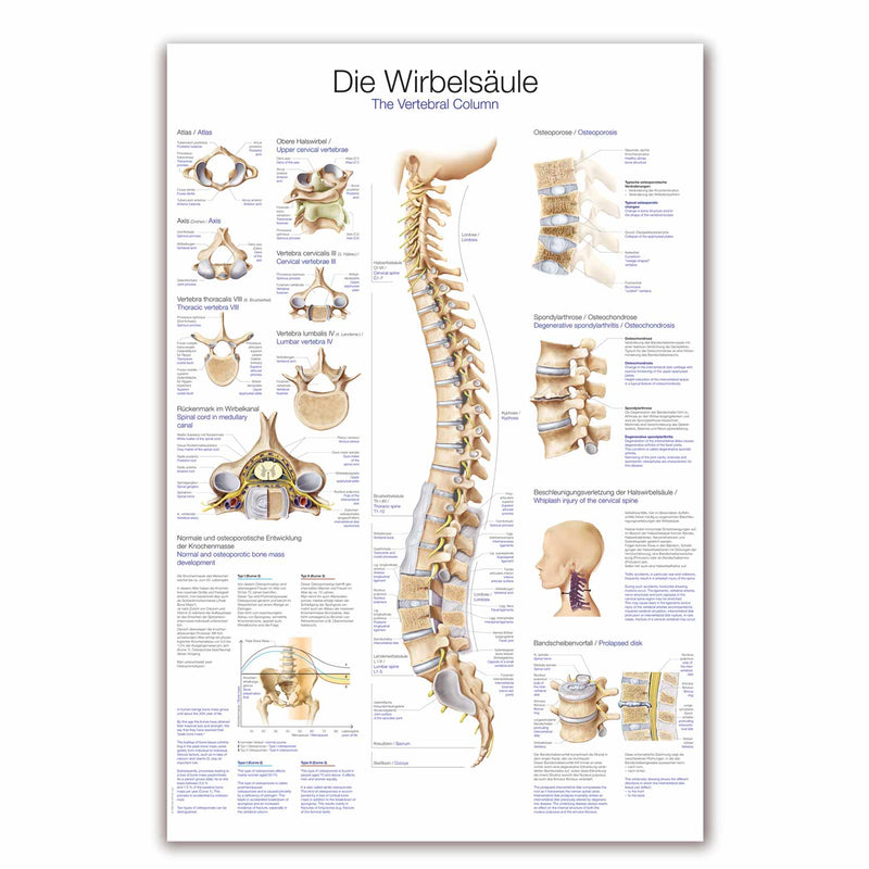 Erler-Zimmer Vertebral Column Wall Chart