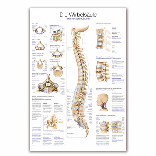 Erler-Zimmer Vertebral Column Wall Chart