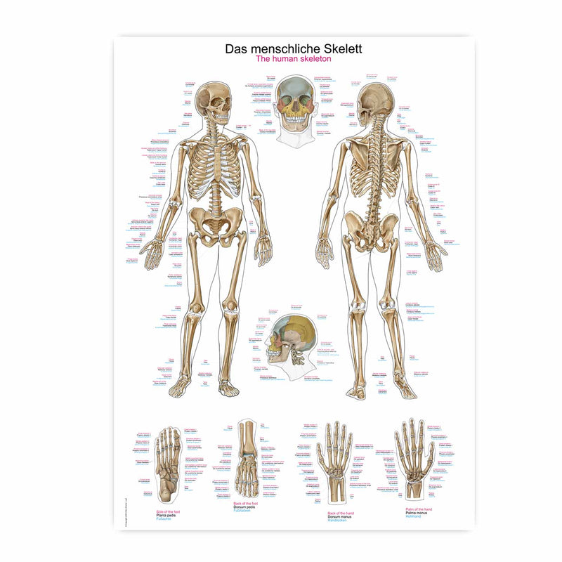 Erler-Zimmer Human Skeleton Wall Chart