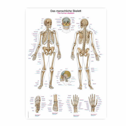Erler-Zimmer Human Skeleton Wall Chart