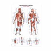 Erler-Zimmer Human Muscles Wall Chart with Hanging Cord