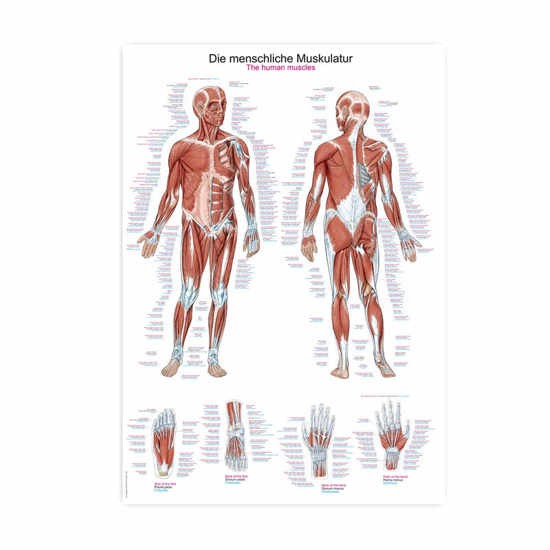 Erler-Zimmer Human Muscles Wall Chart with Hanging Cord