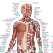 Erler-Zimmer Human Muscles Wall Chart with Hanging Cord