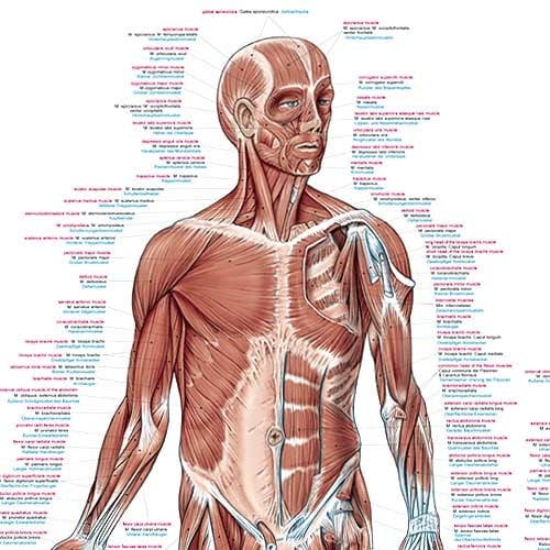 Erler-Zimmer Human Muscles Wall Chart with Hanging Cord