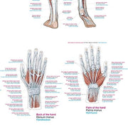 Erler-Zimmer Human Muscles Wall Chart with Hanging Cord
