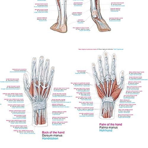 Erler-Zimmer Human Muscles Wall Chart with Hanging Cord