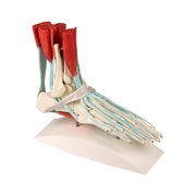 Erler-Zimmer Foot Skeleton with Ligaments Model