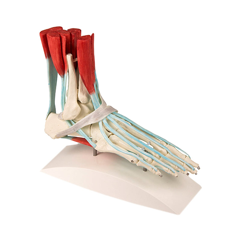 Erler-Zimmer Foot Skeleton with Ligaments Model