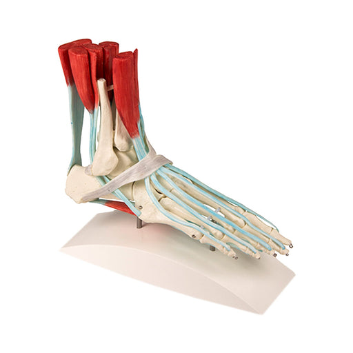 Erler-Zimmer Foot Skeleton with Ligaments Model