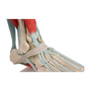 Erler-Zimmer Foot Skeleton with Ligaments Model