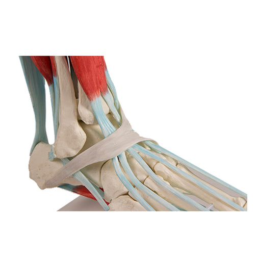 Erler-Zimmer Foot Skeleton with Ligaments Model