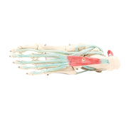 Erler-Zimmer Foot Skeleton with Ligaments Model