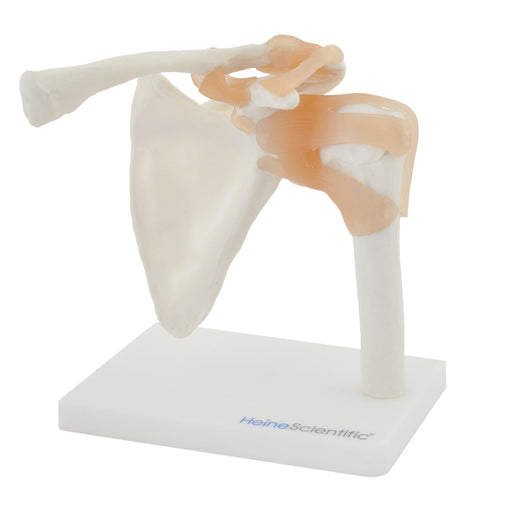 HeineScientific Shoulder Model with Ligaments