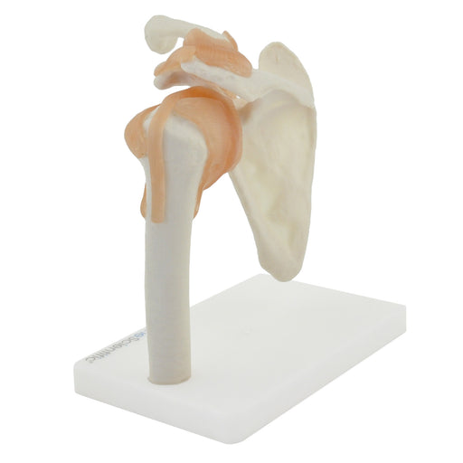 HeineScientific Shoulder Model with Ligaments