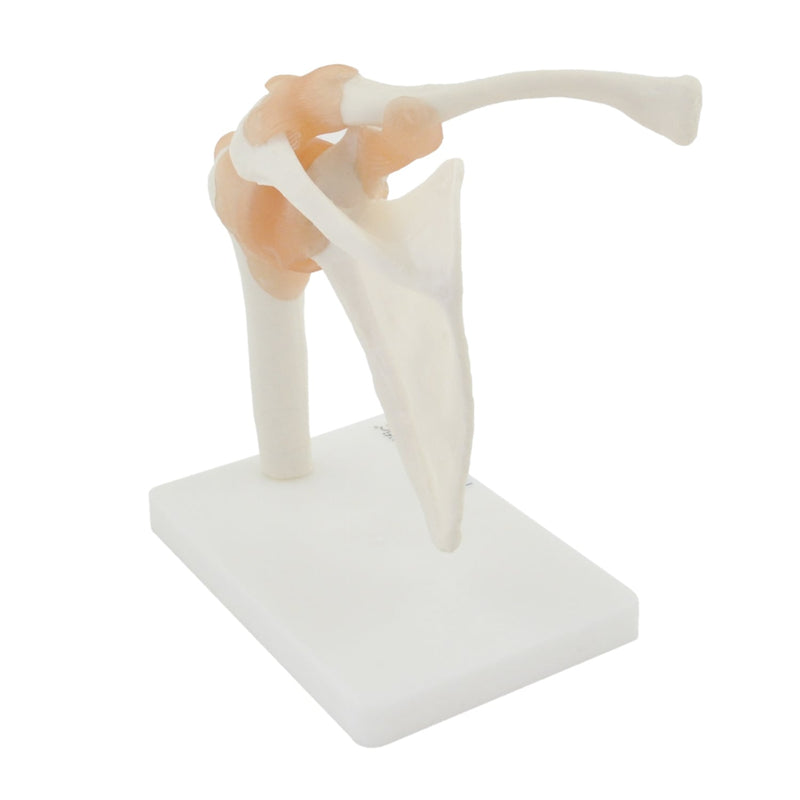 HeineScientific Shoulder Model with Ligaments