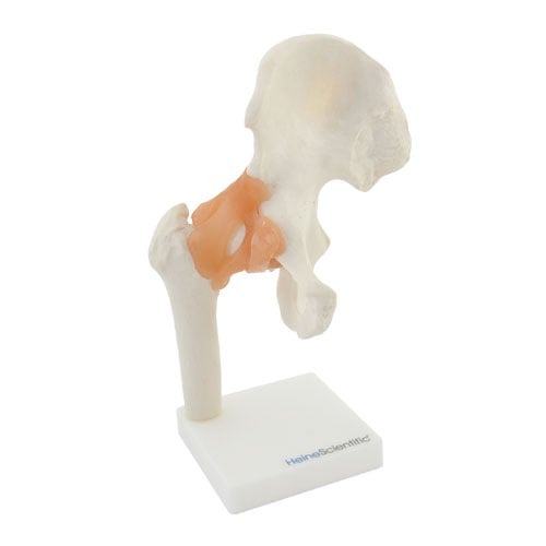HeineScientific Hip Joint Anatomical Model with Ligaments