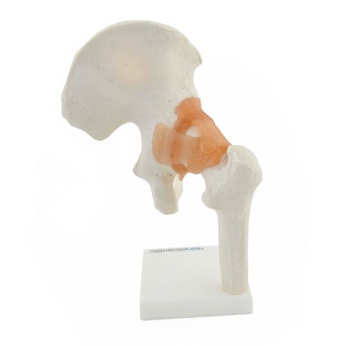 HeineScientific Hip Joint Anatomical Model with Ligaments