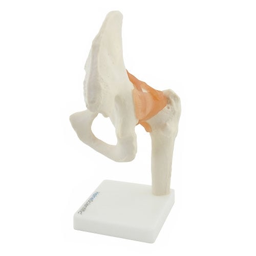 HeineScientific Hip Joint Anatomical Model with Ligaments
