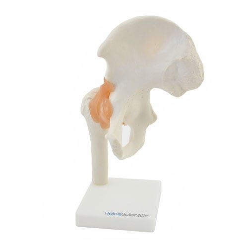 HeineScientific Hip Joint Anatomical Model with Ligaments
